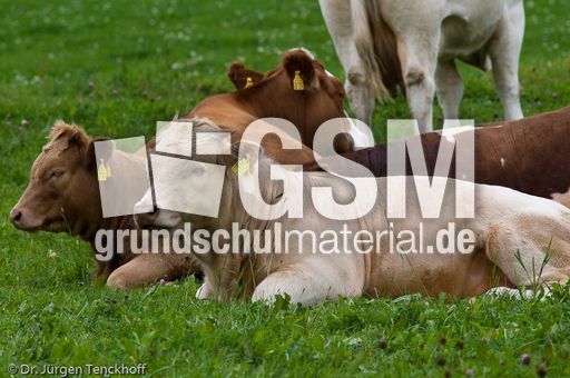 Hausrind (151 von 174).jpg